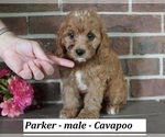 Image preview for Ad Listing. Nickname: Parker