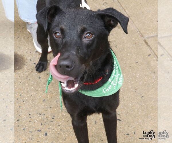Medium Photo #6 Labrador Retriever-Unknown Mix Puppy For Sale in Washington, DC, USA