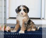 Image preview for Ad Listing. Nickname: Nala