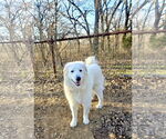 Small #3 Great Pyrenees