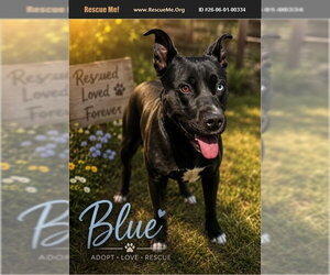 Blue - Female Labrador Retriever-Unknown Mix Dog for Adoption