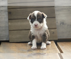 Miniature Australian Shepherd Puppy for sale in MENIFEE, CA, USA