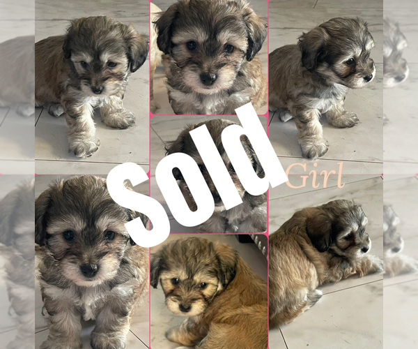 Medium Photo #3 Maltipoo (Miniature) Puppy For Sale in PALMDALE, CA, USA