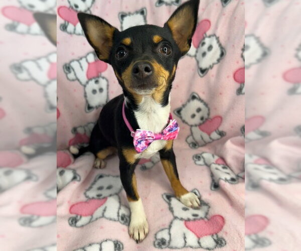 Medium Photo #4 Chihuahua-Unknown Mix Puppy For Sale in Bellevue, WA, USA