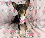 Small Photo #4 Chihuahua-Unknown Mix Puppy For Sale in Bellevue, WA, USA