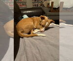 Small #2 Labrador Retriever Mix