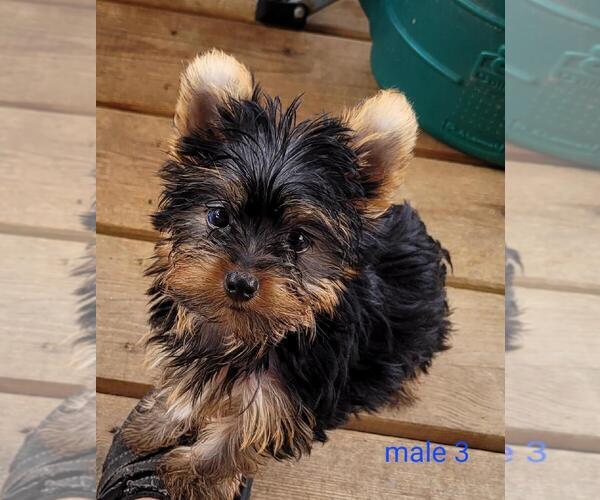 Medium Photo #8 Yorkshire Terrier Puppy For Sale in CONKLIN, NY, USA