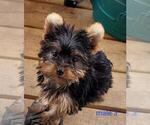 Small #7 Yorkshire Terrier