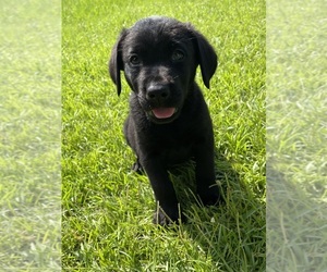 Labrador Retriever Puppy for sale in OSYKA, MS, USA