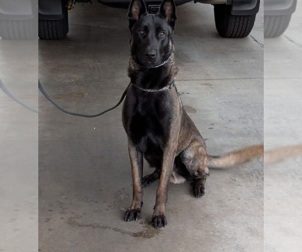 Medium Photo #3 Mutt Puppy For Sale in Imlay City, MI, USA