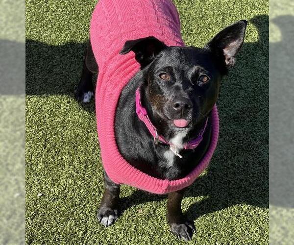 Medium Photo #2 Mutt Puppy For Sale in San Martin, CA, USA