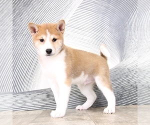 Shiba Inu Puppy for sale in WESTPOINT, IN, USA