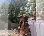 Small Photo #4 Mountain Cur Puppy For Sale in SPENCER, TN, USA