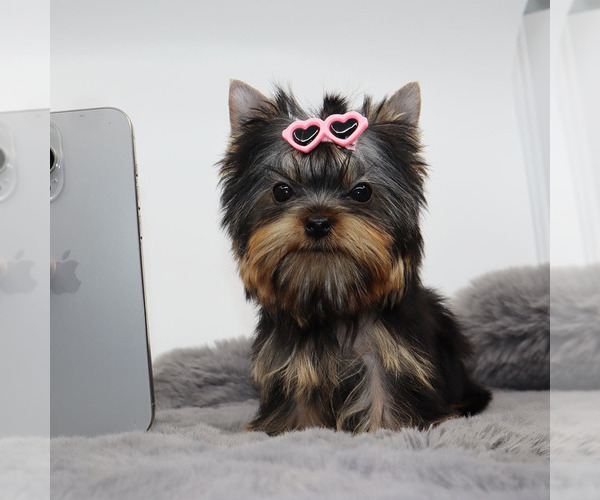 Medium Photo #2 Yorkshire Terrier Puppy For Sale in LOS ANGELES, CA, USA
