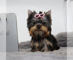 Small #1 Yorkshire Terrier