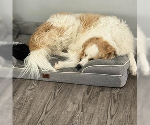 Daisy Jo - Female Golden Pyrenees Dog for Adoption - Photo #2