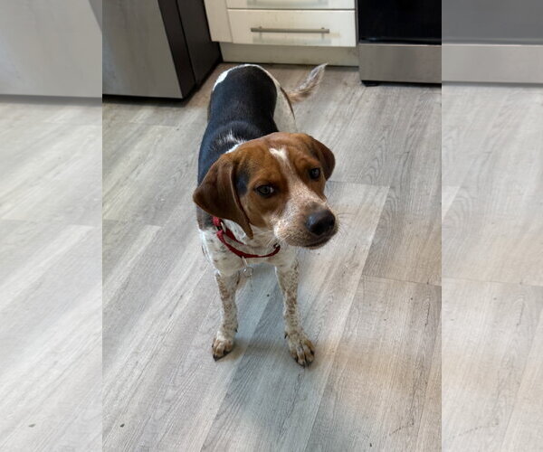 Medium Photo #9 Beagle-Unknown Mix Puppy For Sale in Tampa, FL, USA
