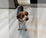 Small #8 Beagle Mix