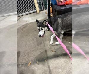 Siberian Husky Dogs for adoption in Texas City, TX, USA