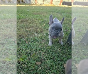 French Bulldog Puppy for sale in GREENEVILLE, TN, USA