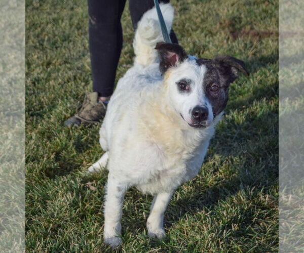 Medium Photo #13 American Staffordshire Terrier-Border Collie Mix Puppy For Sale in Huntley, IL, USA