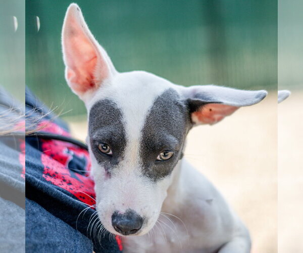 Medium Photo #1 Mutt Puppy For Sale in Hilton Head, SC, USA