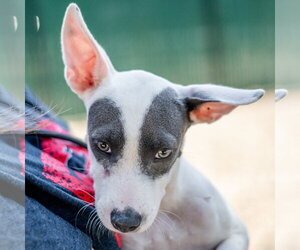 Mutt Dogs for adoption in Hilton Head, SC, USA