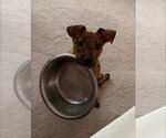 Small #3 Mutt