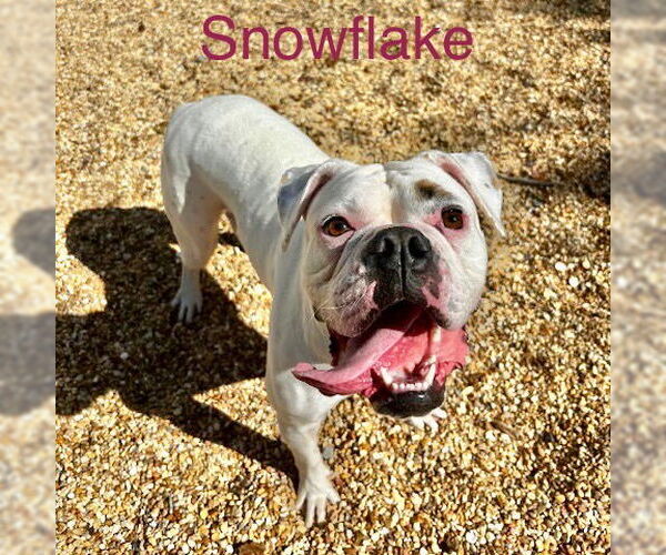 Medium Photo #4 Boxer Puppy For Sale in Dumont, NJ, USA