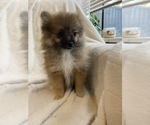 Puppy 2 Pomeranian