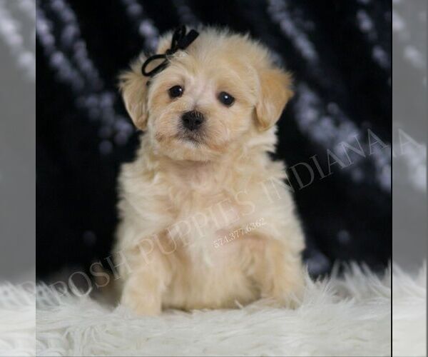 Medium Photo #1 Maltipoo (Miniature) Puppy For Sale in WARSAW, IN, USA