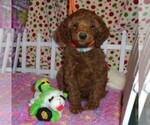 Small Photo #8 Poodle (Standard) Puppy For Sale in CLATSKANIE, OR, USA