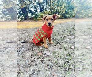 Mutt Dogs for adoption in Evansville, IN, USA