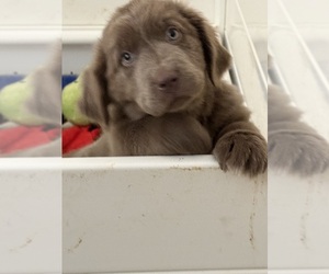 Newfoundland Puppy for sale in MARTINSBURG, WV, USA