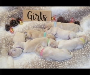 Golden Retriever Puppy for sale in CHAMPAIGN, IL, USA