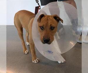 American Pit Bull Terrier-Unknown Mix Dogs for adoption in San Martin, CA, USA
