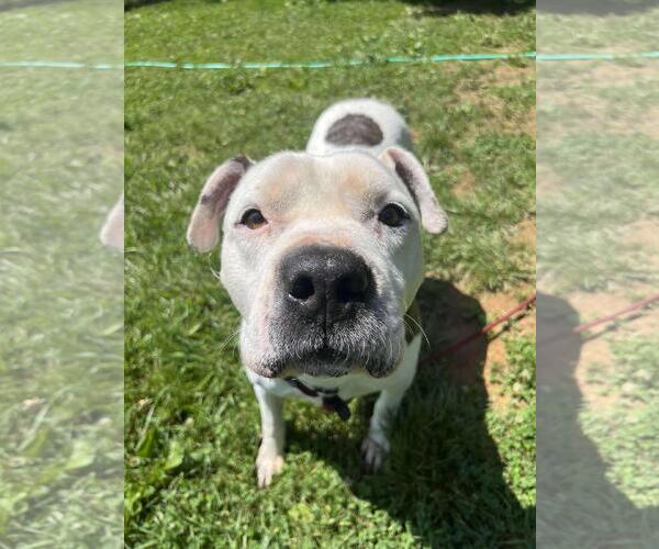 Medium Photo #3 American Staffordshire Terrier-Eurasier Mix Puppy For Sale in Front Royal, VA, USA