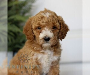 Goldendoodle (Miniature) Puppy for sale in LANCASTER, PA, USA