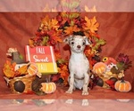 Puppy Kairos Chihuahua