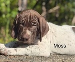 Puppy Moss German Shorthaired Pointer