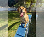 Small Labrador Retriever Mix