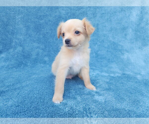 Medium Photo #5 Chihuahua-Unknown Mix Puppy For Sale in San Francisco, CA, USA