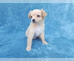 Small #4 Chihuahua Mix
