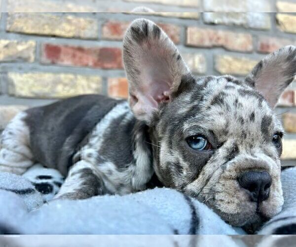 Medium Photo #5 French Bulldog Puppy For Sale in ERIAL, NJ, USA