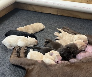 Labrador Retriever Puppy for sale in PULASKI, WI, USA