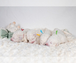 Small #8 Great Pyrenees