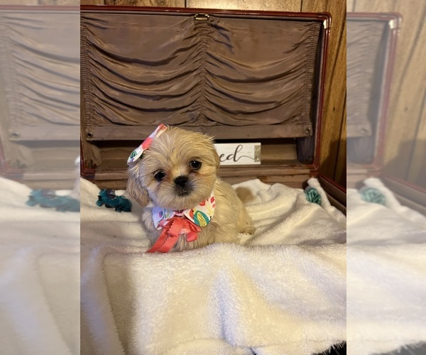 Medium Photo #2 Shih Tzu Puppy For Sale in IRON, MN, USA