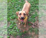 Small #3 Mountain Cur Mix