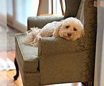 Small #2 Goldendoodle (Miniature)