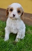 Small Photo #19 Cavapoo Puppy For Sale in PHOENIX, AZ, USA